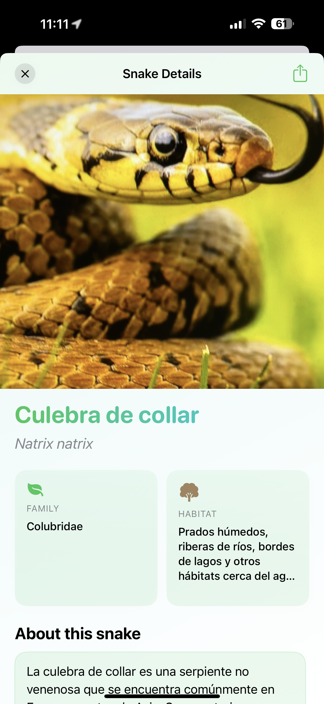 AI identifying a snake species from a photo