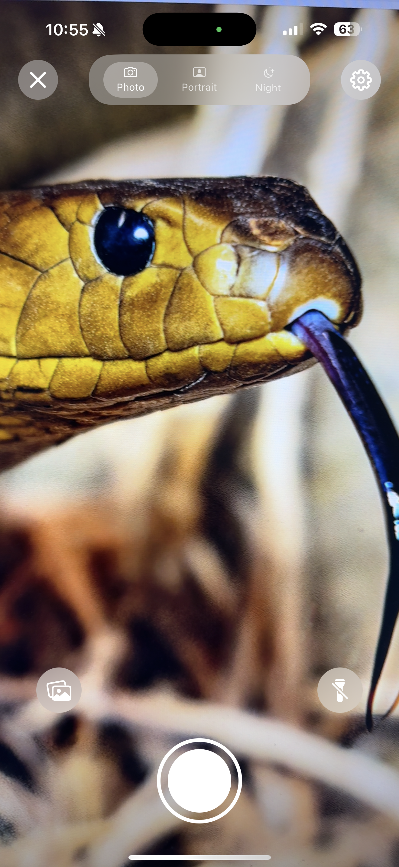 Taking a photo of a snake for identification